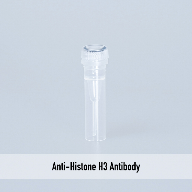 Anti-Histone H3 Antibody