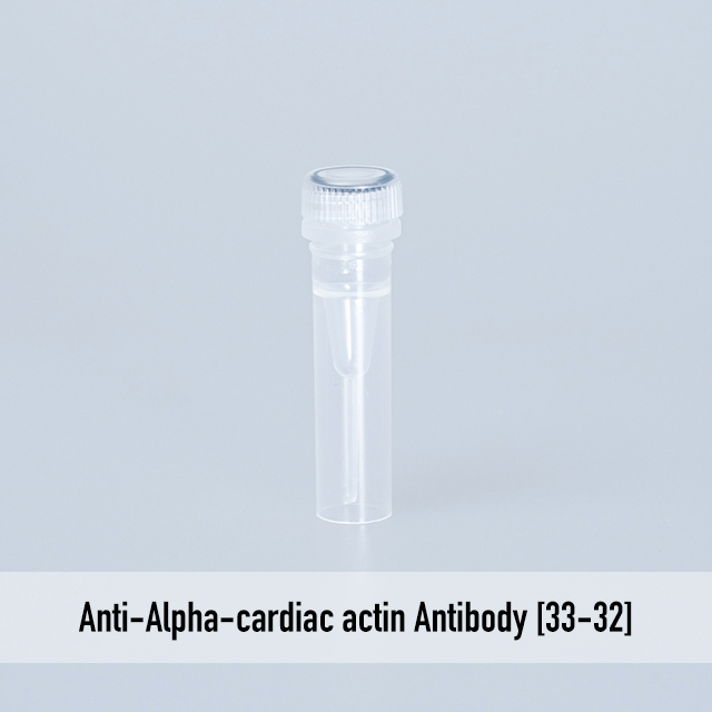 Anti-Alpha-cardiac actin Antibody [33-32]