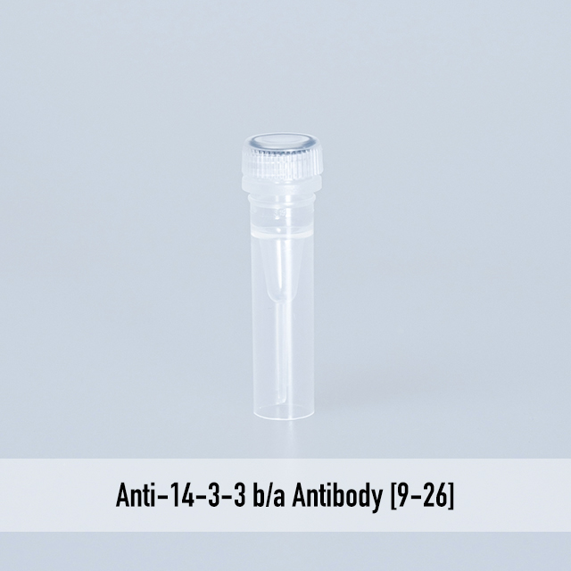 Anti-14-3-3 b/a Antibody [9-26]