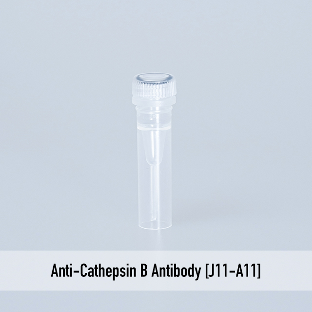 Anti-Cathepsin B Antibody [J11-A11]