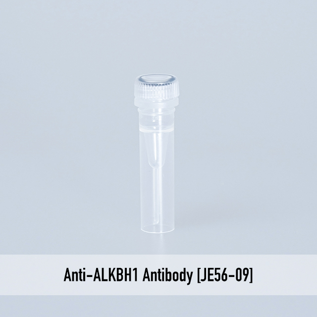 Anti-ALKBH1 Antibody [JE56-09]