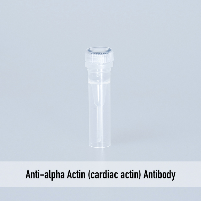 Anti-alpha Actin (cardiac actin) Antibody