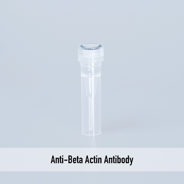 Anti-Beta Actin Antibody