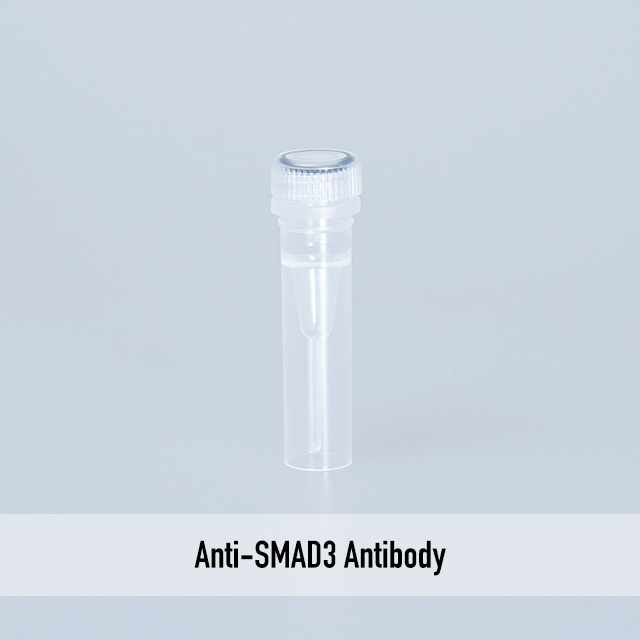 Anti-SMAD3 Antibody