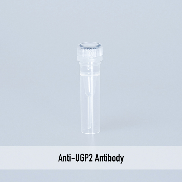 Anti-UGP2 Antibody
