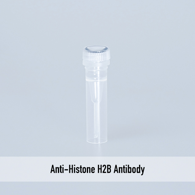 Anti-Histone H2B Antibody