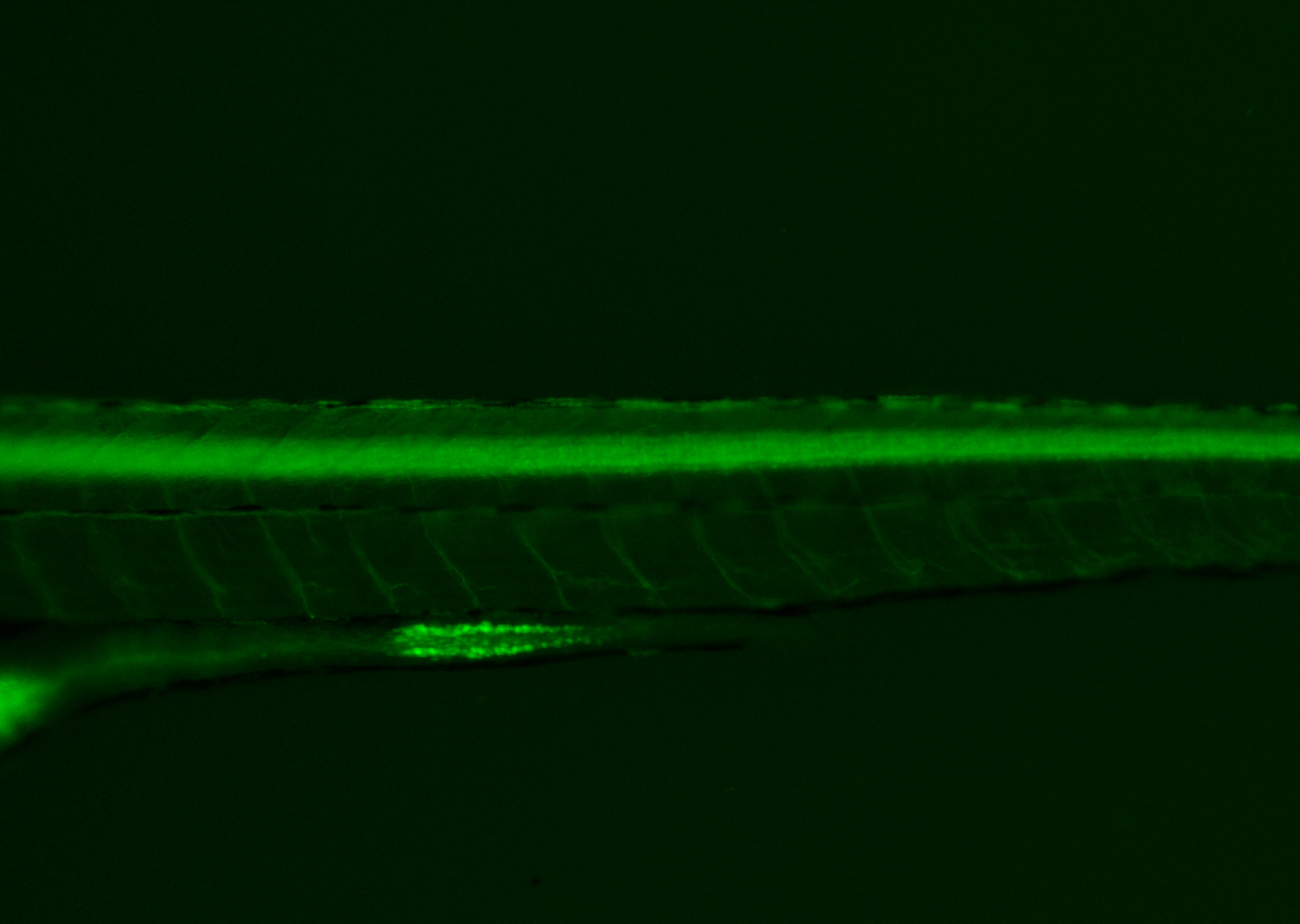Tg(NBT:MAPT-GFP)zc1