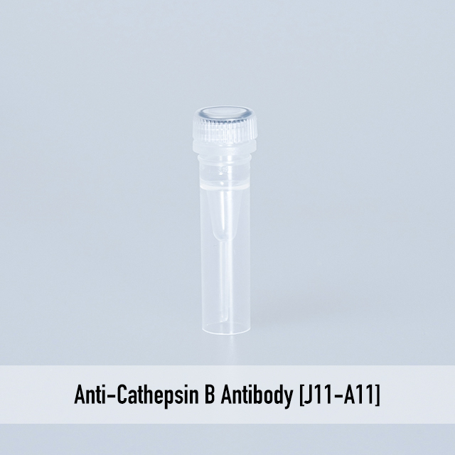 Anti-Cathepsin B Antibody [J11-A11]