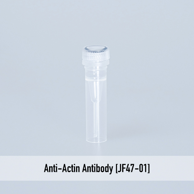 Anti-Actin Antibody [JF47-01]