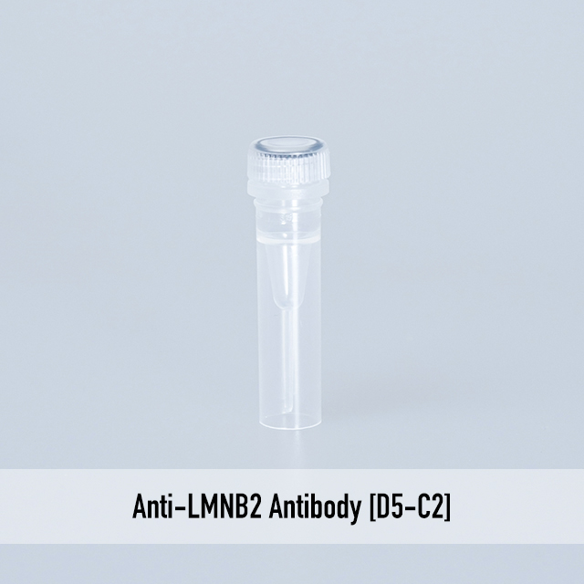 Anti-LMNB2 Antibody [D5-C2]