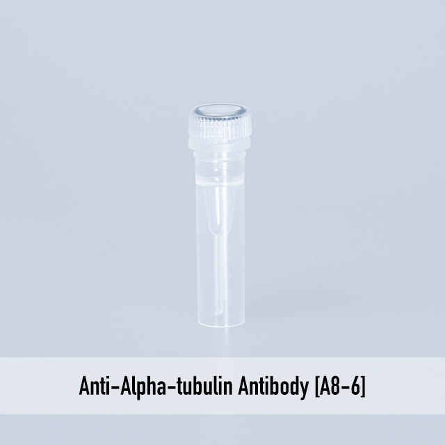 Anti-Alpha-tubulin Antibody [A8-6]