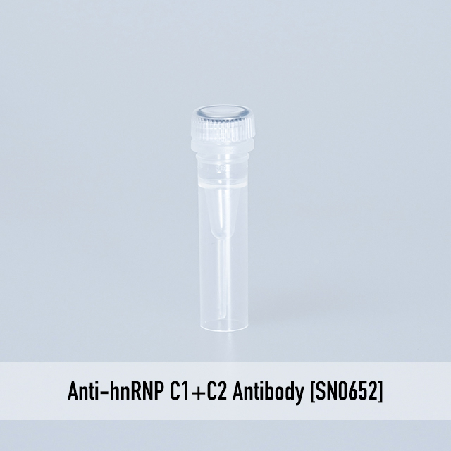 Anti-hnRNP C1+C2 Antibody [SN0652]