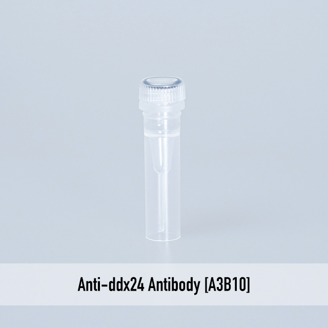 Anti-ddx24 Antibody [A3B10]