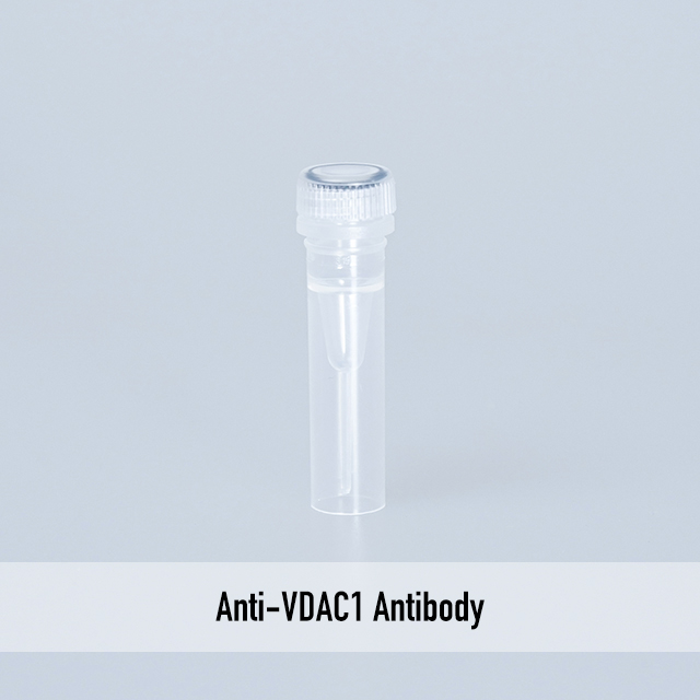 Anti-VDAC1 Antibody