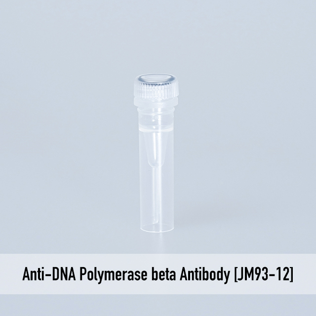 Anti-DNA Polymerase beta Antibody [JM93-12]
