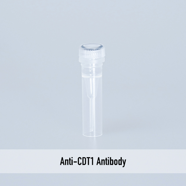 Anti-CDT1 Antibody