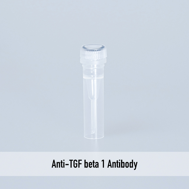 Anti-TGF beta 1 Antibody