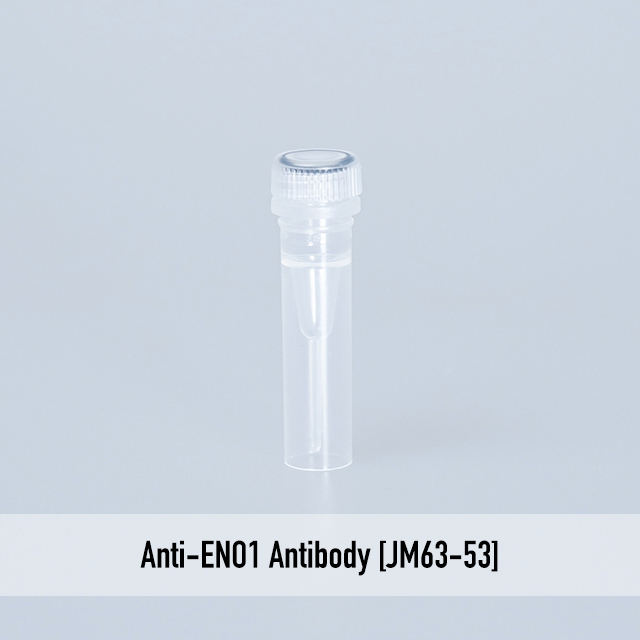 Anti-ENO1 Antibody [JM63-53]