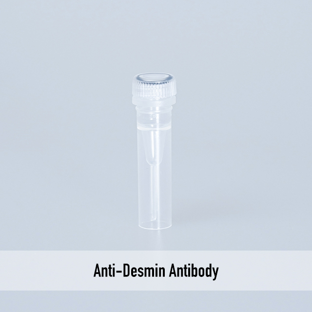 Anti-Desmin Antibody