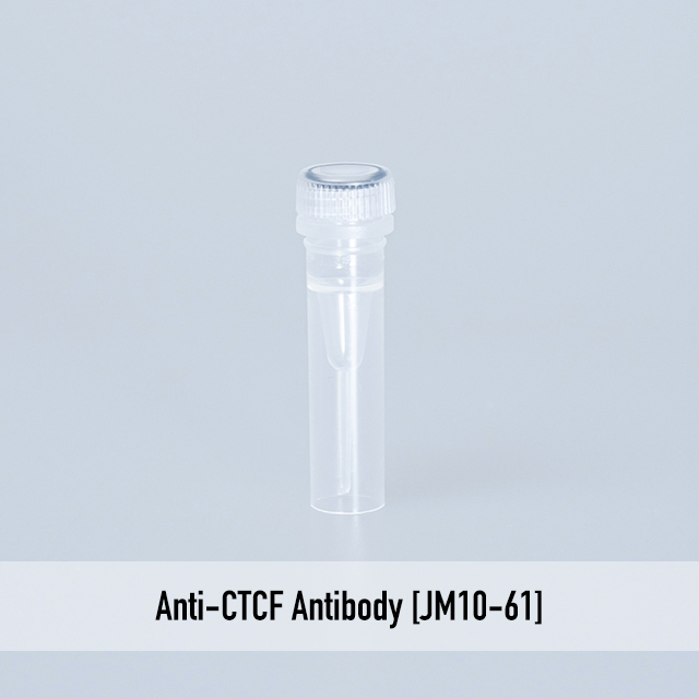 Anti-CTCF Antibody [JM10-61]